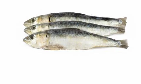 Sardine Stock Photos
