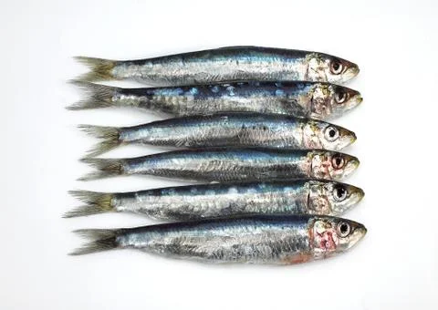 SARDINE Foto stock