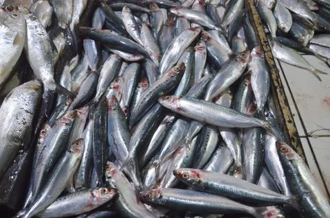 Sardine 写真素材