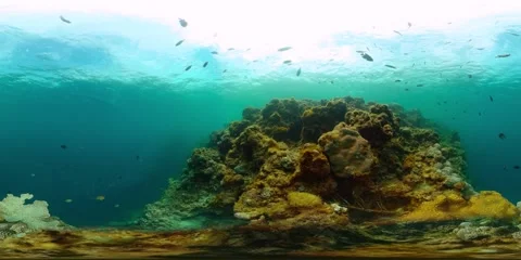 Sardine run and corals under water world. Stock Footage 323042280