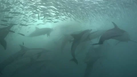 Sardine Run - Gannets Diving and Common Dolphins Stock Footage 164019541