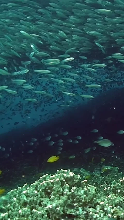 Sardine school dances beneath the waves in the Philippines' vibrant ocean Stock Footage 320385951