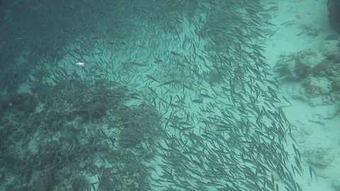 Sardine School Stock Footage 125126120