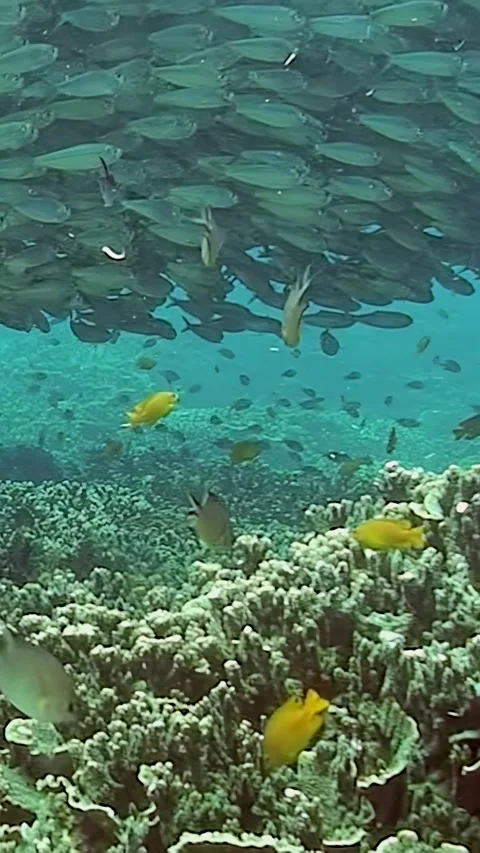 Sardine shoals dance beneath the surface in the vibrant Philippine waters Video stock 299747657