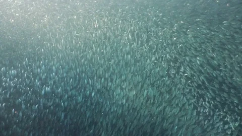 Sardines on blue water. Stock Footage 76261443