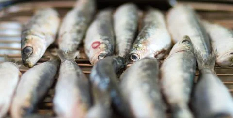 Sardines, bluefish Stock Photos