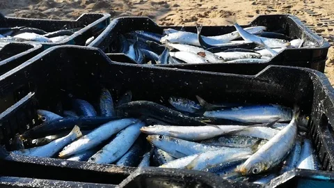 Sardines in crates Stock Footage 91621757