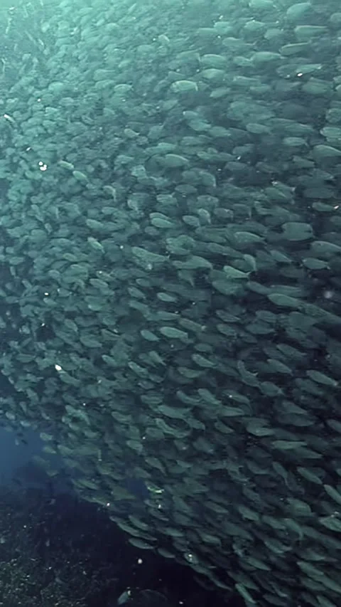 Sardines create mesmerizing patterns beneath the Philippine waves Stock Footage 316214225