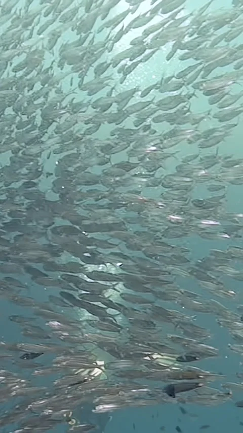 Sardines create a mesmerizing underwater dance in the Philippine ocean Stock Footage 299462195