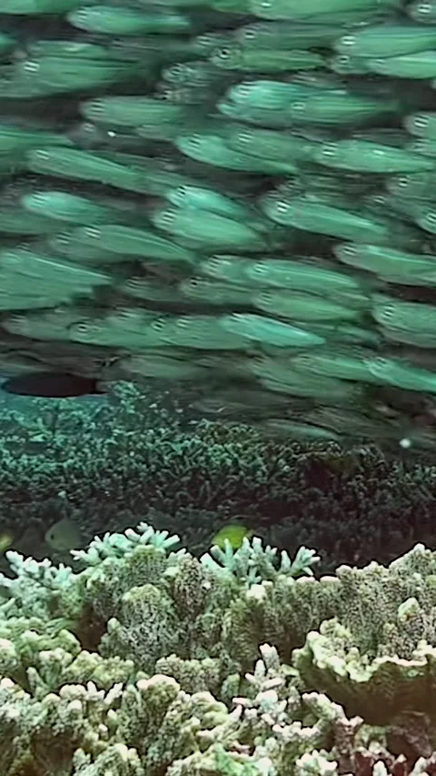 Sardines dance beneath the surface in vibrant Philippine waters Stock Footage 299462150