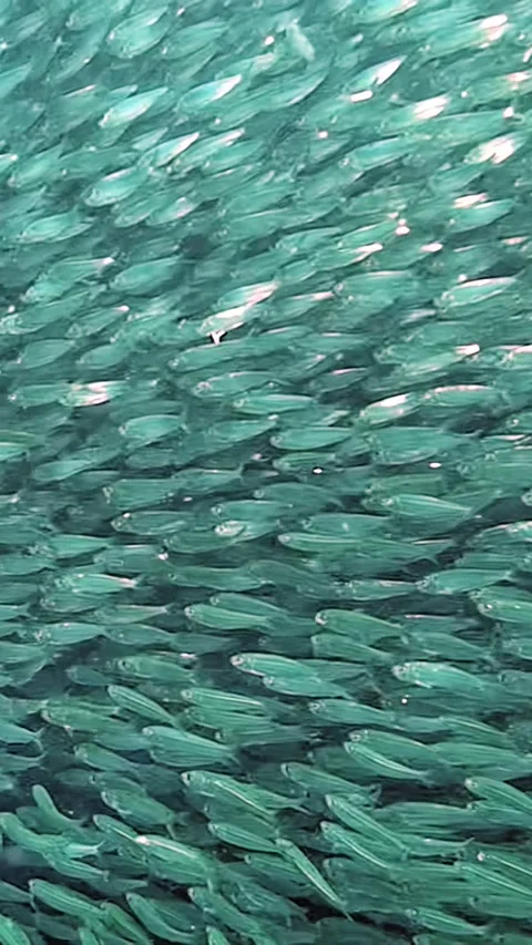 Sardines dance in a mesmerizing ocean panorama in the Philippines Stock Footage 299462183