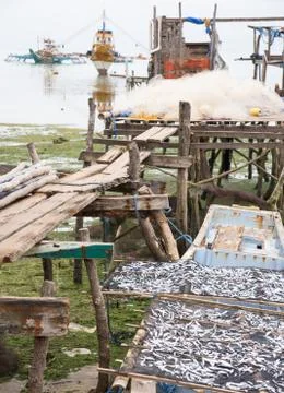 Sardines drying in The Philippines Stock Photos