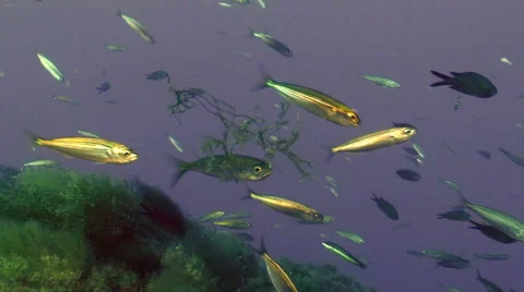 Sardines feeding Stock Footage 42889696