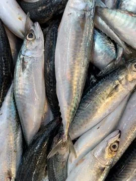 Sardines fish background Stock Photos
