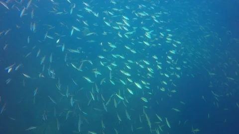 Sardines fish Stock Footage 104406056