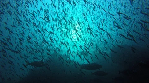 Sardines fish Video stock 105102355