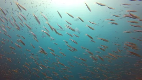 Sardines fish Stock Footage 106664641