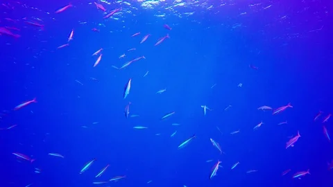 Sardines fish fry Video stock 86014649