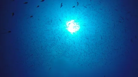 Sardines fish fry Video stock 86016604