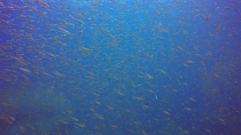Sardines fish fry Vídeo Stock 86018478