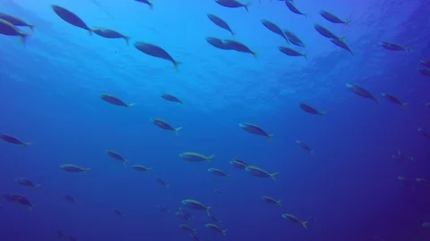 Sardines fish fry Stockbeeldmateriaal 86018523
