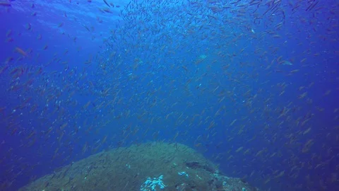 Sardines fish fry Vídeo Stock 86018616