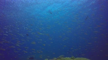 Sardines fish fry Stock Footage 86018696