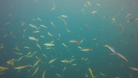 Sardines fish fry Video stock 99326055