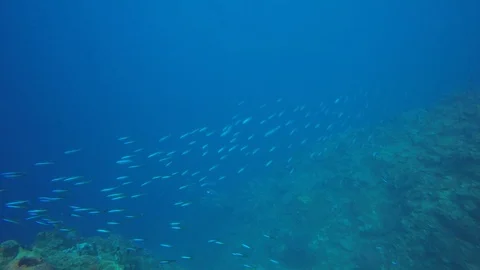 Sardines fish fry Video stock 99326867