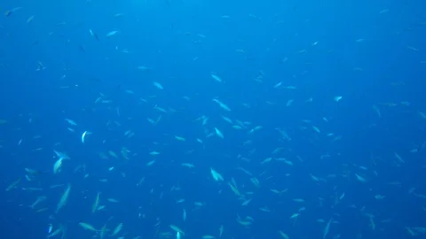 Sardines fish fry 動画素材 101586076