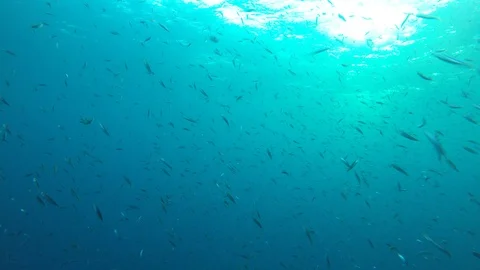 Sardines fish fry 스톡 동영상 101931970