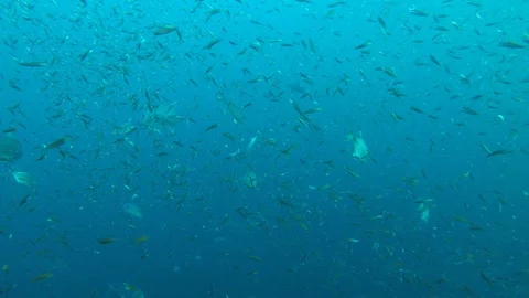 Sardines fish fry Stock Footage 102030231