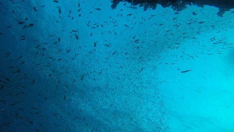 Sardines fish fry 스톡 동영상 103677883