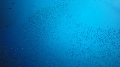 Sardines fish fry Vídeo Stock 105101994