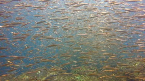 Sardines fish fry Video stock 106449328