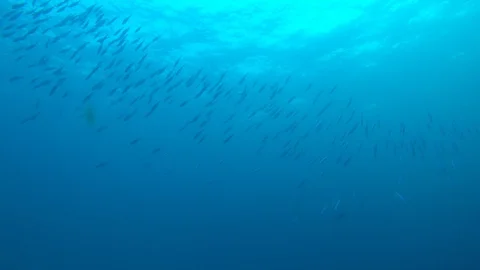 Sardines fish fry Stock Footage 128558306