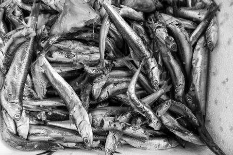 Sardines in a fishmonger Stock Photos