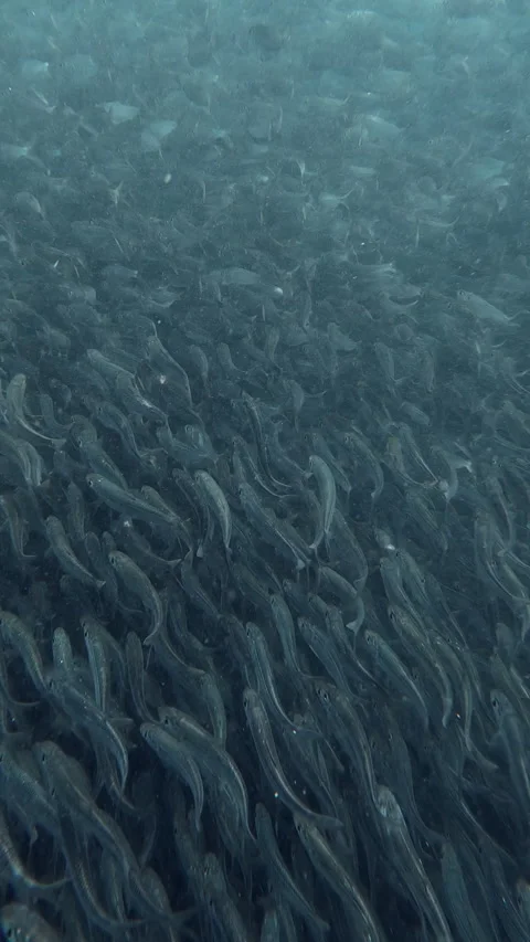 Sardines Stock Footage 278623907