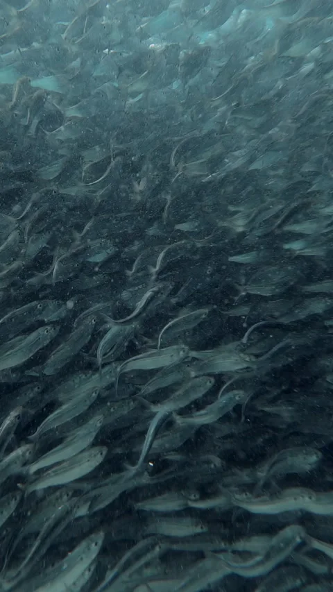 Sardines Stock Footage 278624667