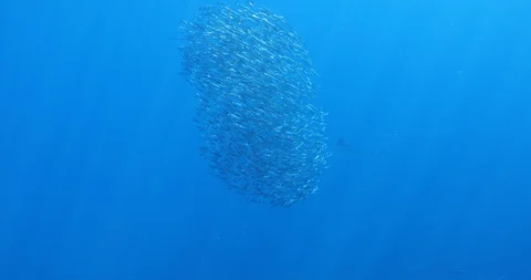 Sardines Magdalena Bay Stock Footage 121004848