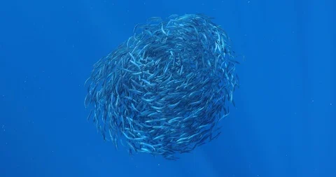Sardines Magdalena Bay Stock Footage 121006679
