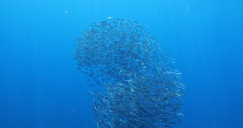 Sardines Magdalena Bay Видео 121007160