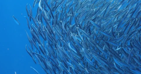 Sardines Magdalena Bay 库存影片 121009138