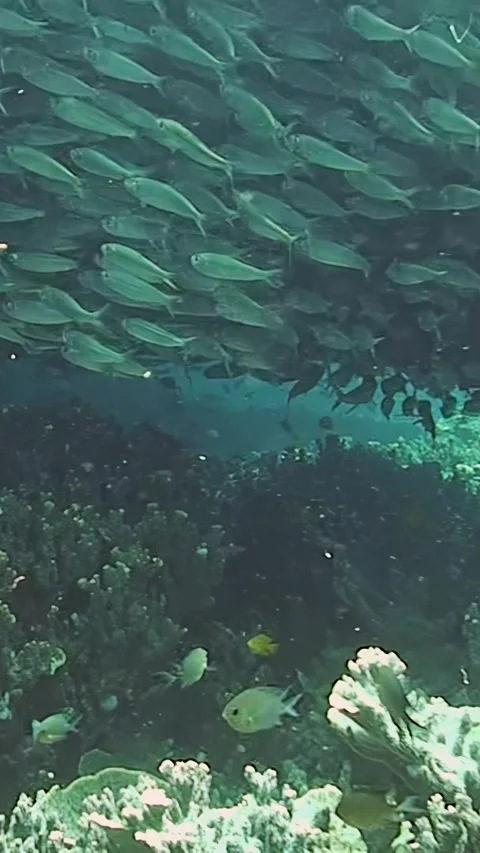 Sardines perform a captivating ballet under the Philippines' waters Stock Footage 320386198