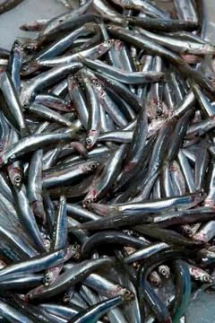 Sardines Foto stock