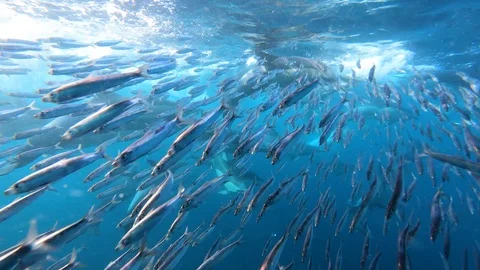 Sardines running from big pod of common dolphins, underwater surface Stock Footage 117664213