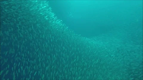 Sardines running in the blue waters of Moalboal Stock Footage