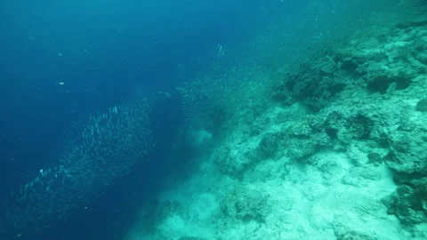 Sardines school swims creating various patterns in ocean Stock Footage 283886179