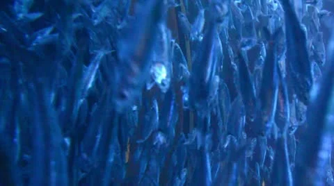 Sardines at sea Stock Footage 12733472