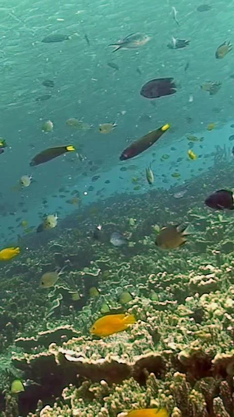 Sardines swirl in captivating patterns beneath the Philippine waves Stock Footage 299458558